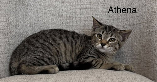 ODYSSEY KITTENS : ATHENA - Domestic Short Hair available for adoption