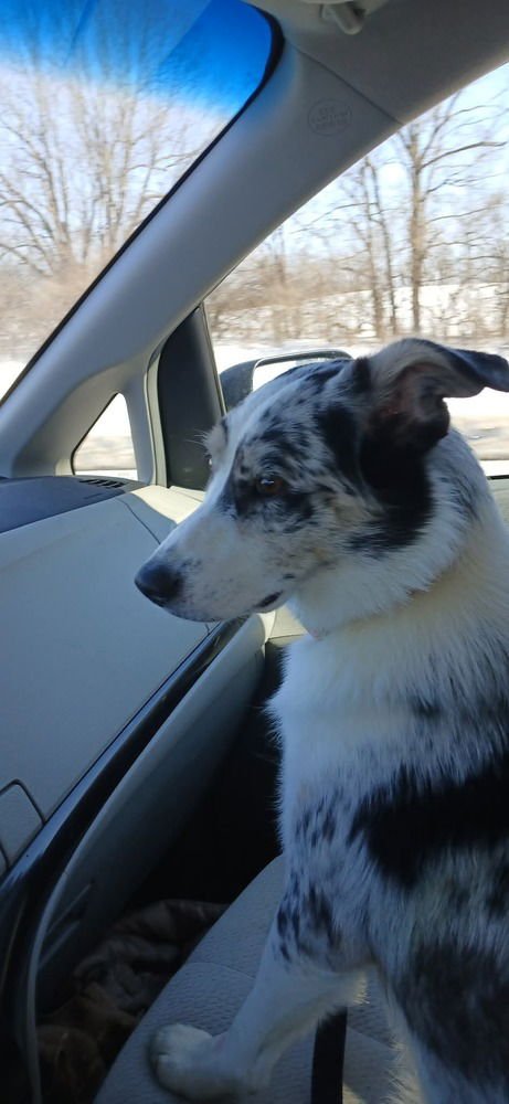 MISS ASPEN - Australian Shepherd available for adoption