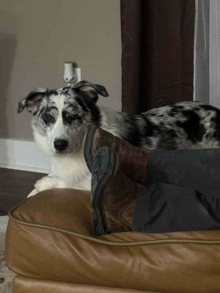 MISS ASPEN - Australian Shepherd available for adoption