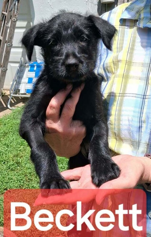 POLICE SQUAD  : BECKETT - Giant Schnauzer / Belgian Shepherd Malinois available for adoption