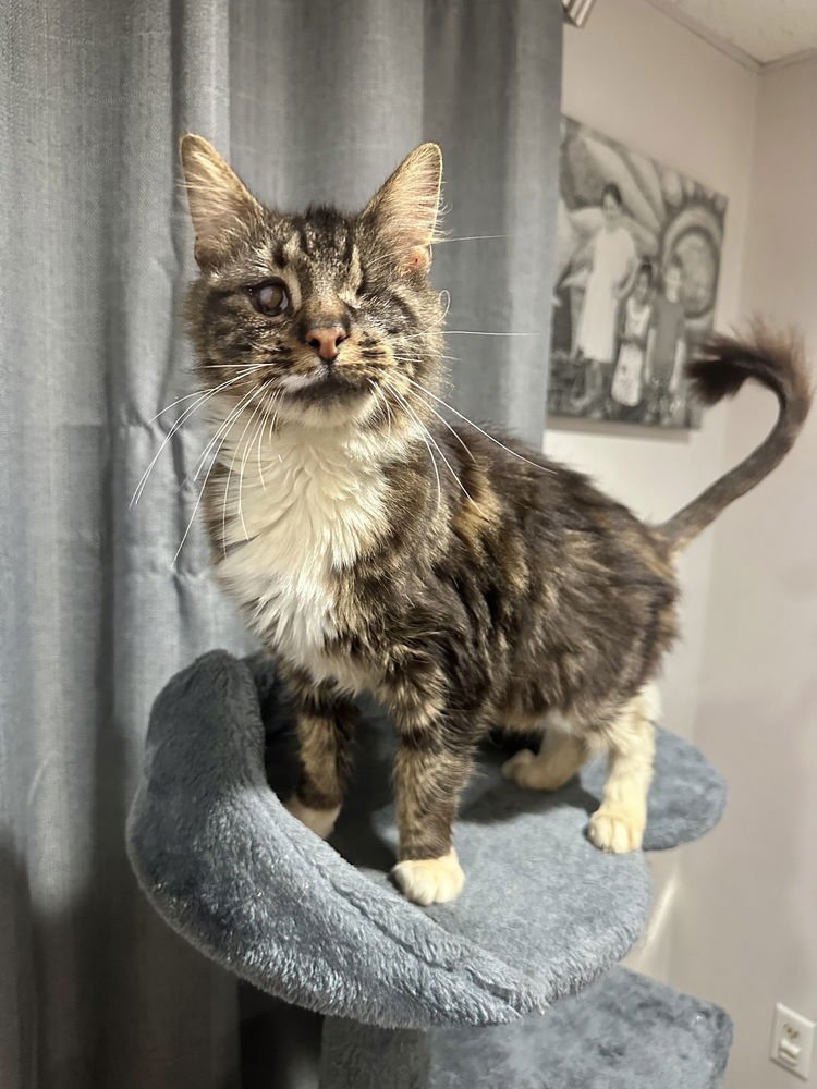 BB KITTY : MALORIE - Domestic Long Hair available for adoption