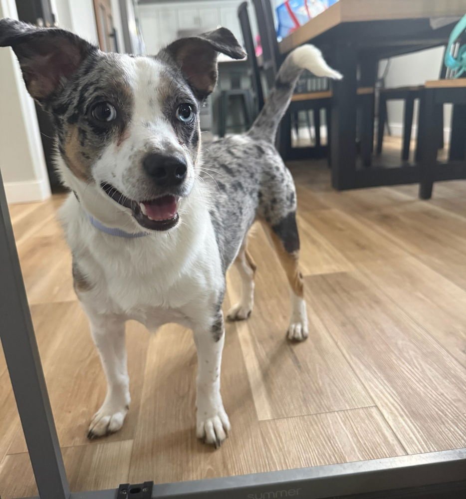 SPOOKS : RAVEN (LUCY) - Australian Shepherd / Corgi available for adoption