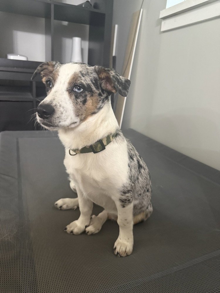 SPOOKS : RAVEN (LUCY) - Australian Shepherd / Corgi available for adoption