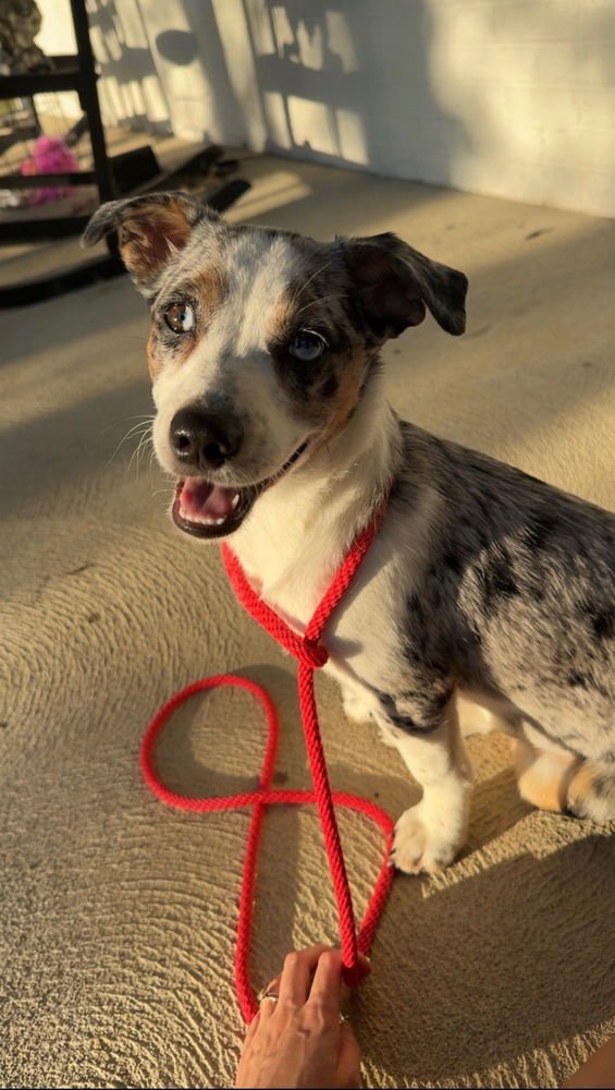 Spooks : Raven (Lucy) - Photo 3