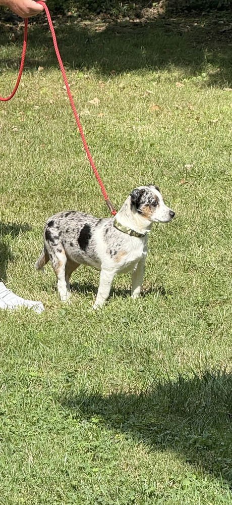 Spooks : Raven (Lucy) - Photo 4