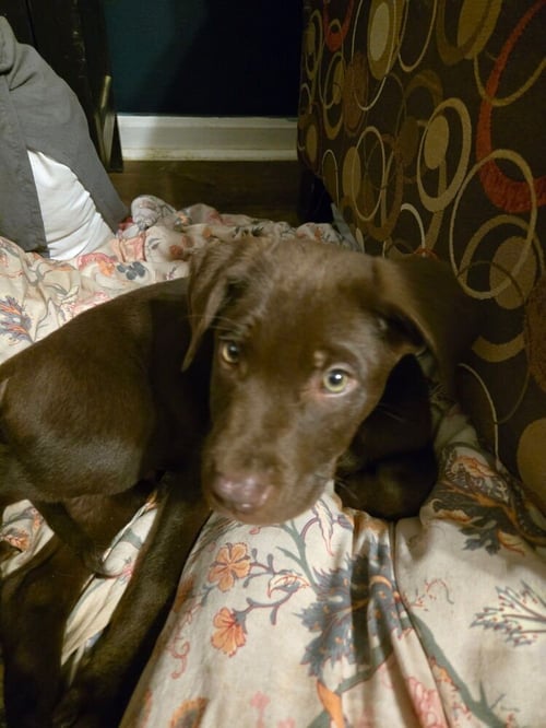 CHOCO CHINGS : SAM - Labrador Retriever available for adoption