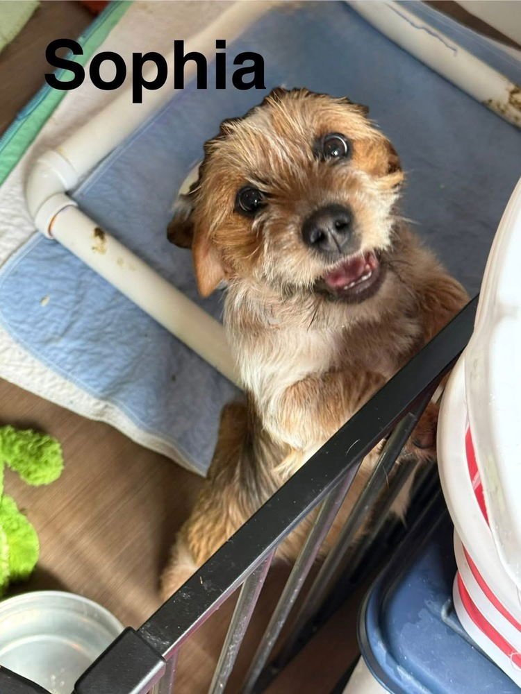 GOLDEN GIRLIES : SOPHIA - Beagle / Yorkshire Terrier Yorkie available for adoption