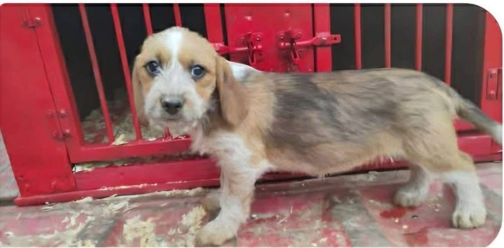 GOLDEN GIRLIES : SOPHIA - Beagle / Yorkshire Terrier Yorkie available for adoption