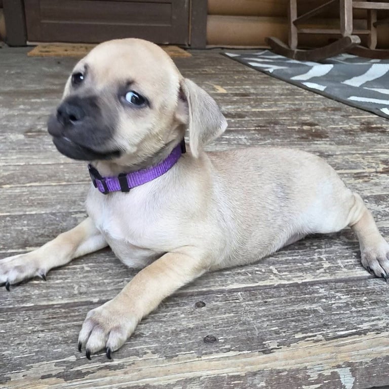 Peanuts Pups : Sally Image