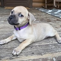 Peanuts Pups : Sally - Photo 1
