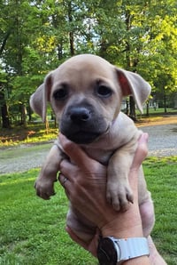 Peanuts Pups : Sally - Photo 2