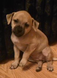 Peanuts Pups : Sally - Photo 3