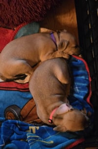Peanuts Pups : Sally - Photo 4