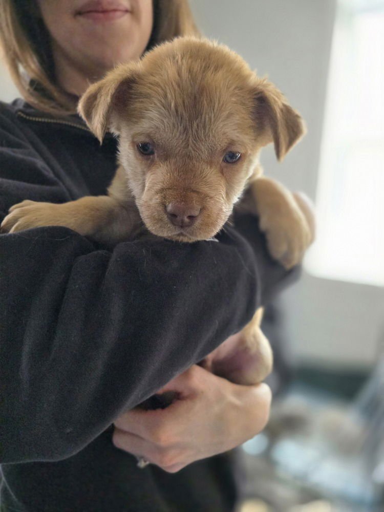 LADYBIRDS : LIL GUY - Catahoula Leopard Dog / Australian Shepherd available for adoption