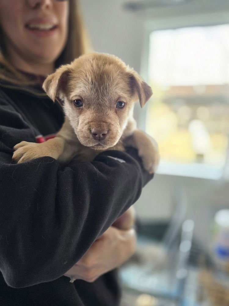 Ladybirds : Lil Guy - Photo 3