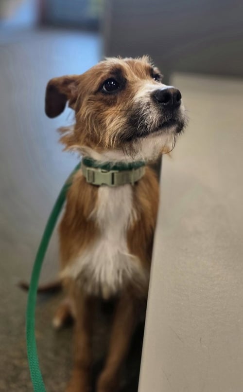 BRUNO DOO - Labrador Retriever / Boxer available for adoption