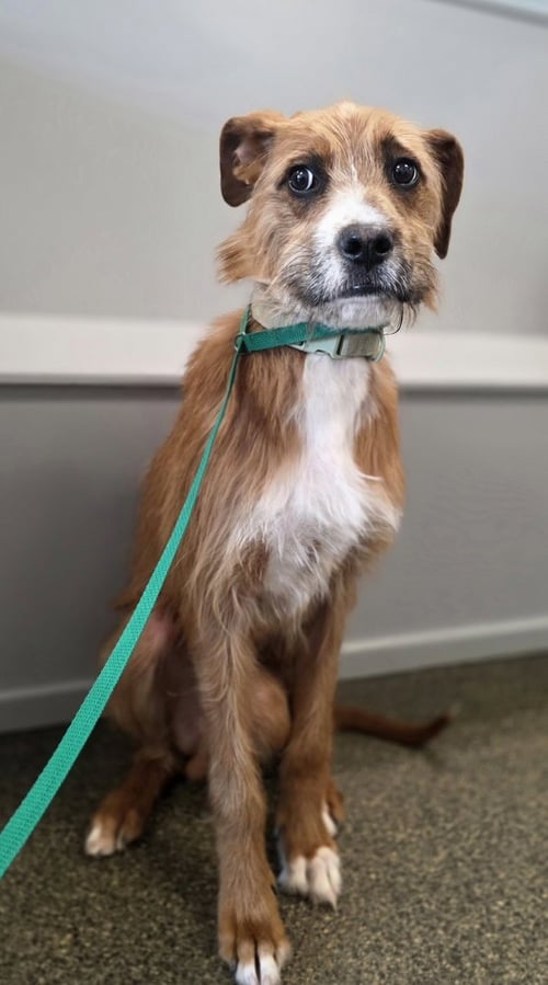 BRUNO DOO - Labrador Retriever / Boxer available for adoption