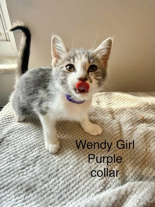 NEVERLAND KITTIES : WENDY - Domestic Short Hair available for adoption