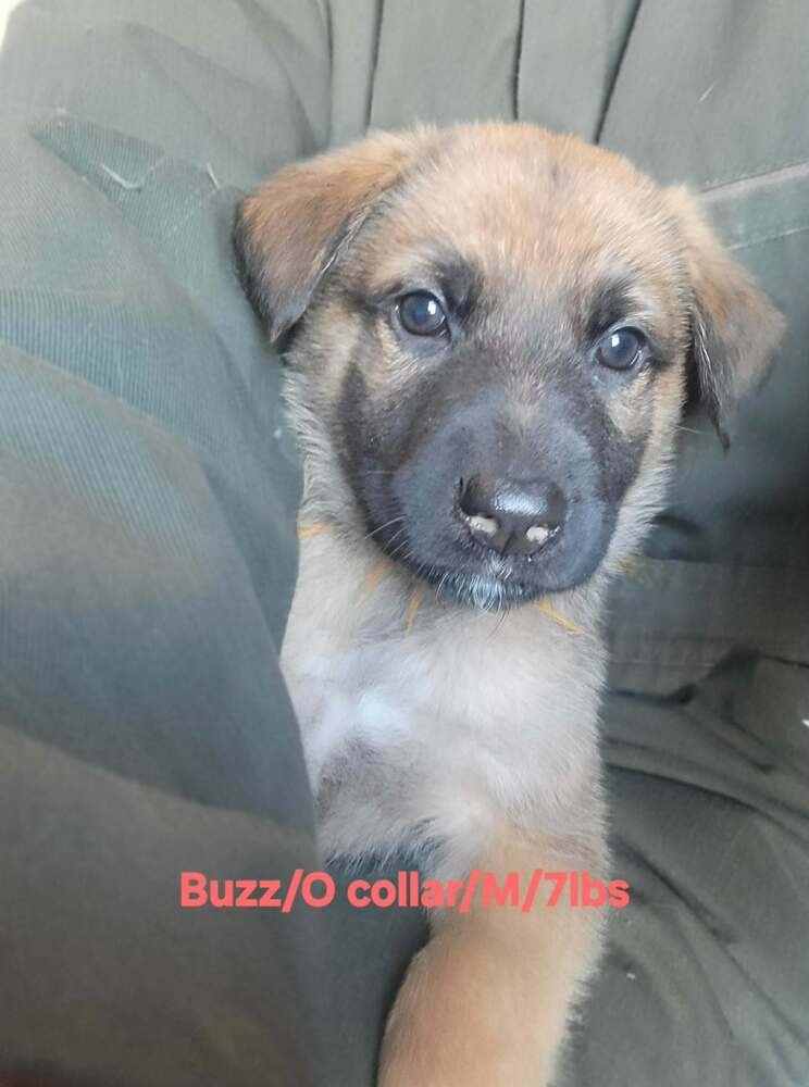 TOY STORY PAWS : BUZZ - German Shepherd Dog / Rhodesian Ridgeback available for adoption