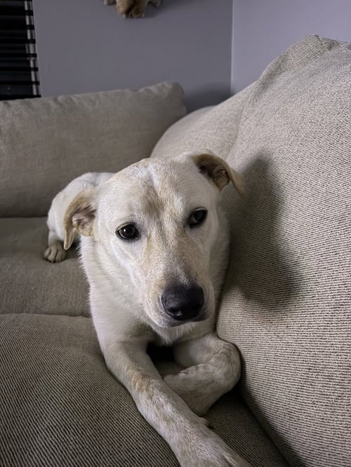 MARRY ME : TAYLOR (CHARLIE) - Labrador Retriever / Great Pyrenees available for adoption
