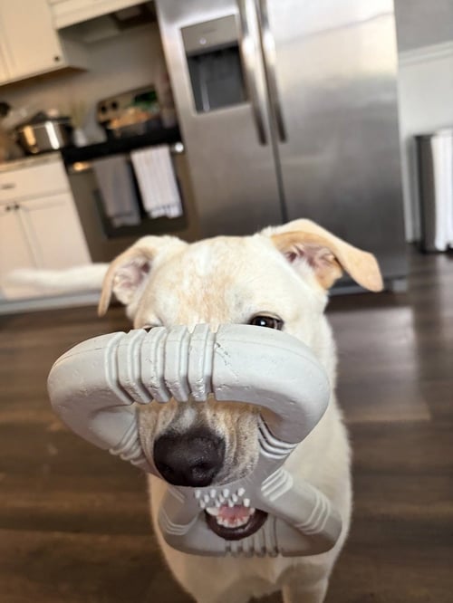 MARRY ME : TAYLOR (CHARLIE) - Labrador Retriever / Great Pyrenees available for adoption