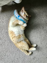 Eli Kitty - Photo 2