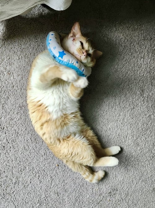 ELI KITTY - Domestic Short Hair available for adoption