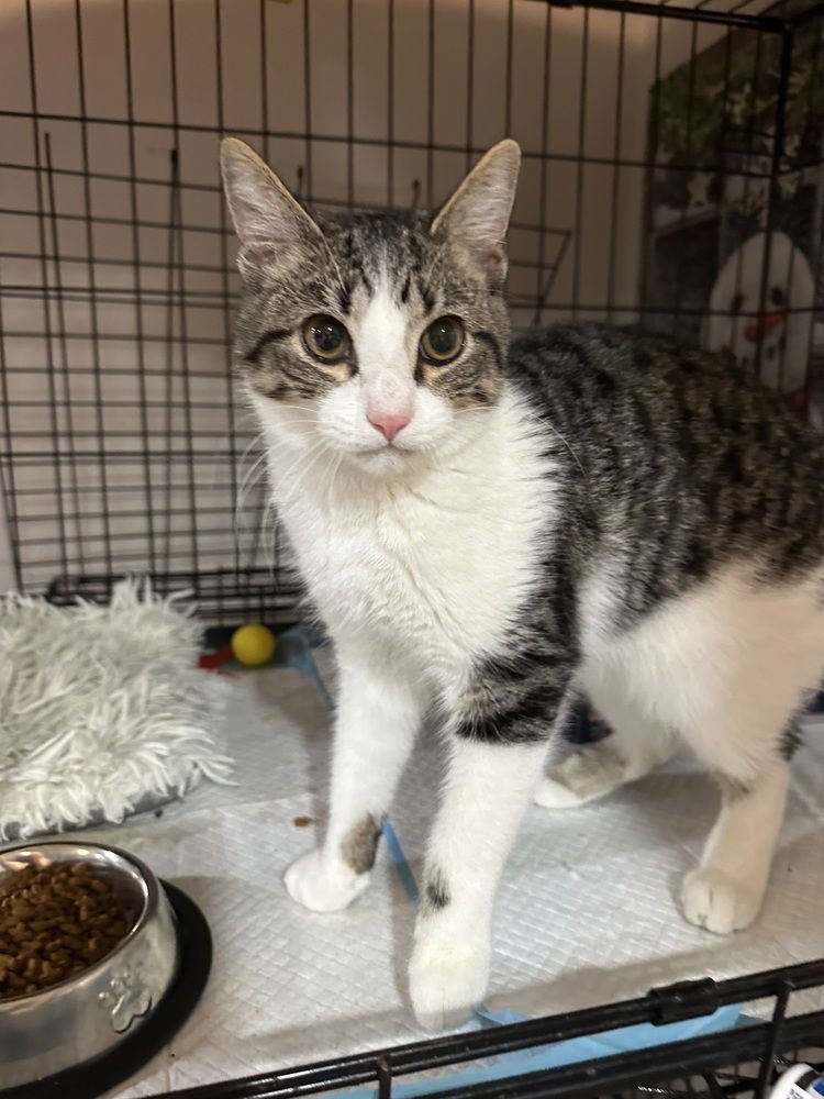 MASONS : LINN - Domestic Short Hair / Domestic Short Hair available for adoption