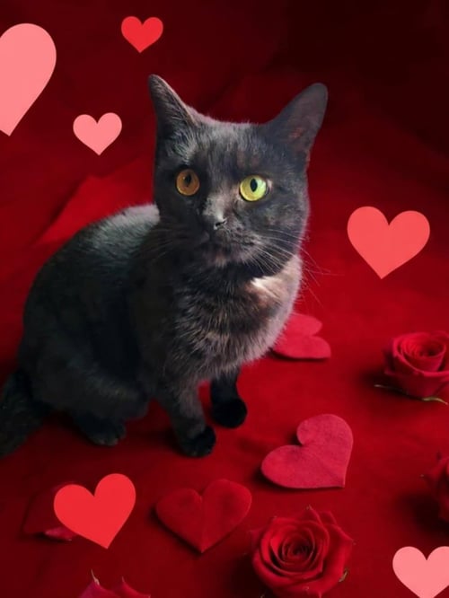 ACOTAR : RHYSAND - Domestic Short Hair available for adoption