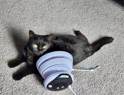 ACOTAR : RHYSAND - Domestic Short Hair available for adoption