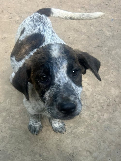 BRE PAWS : BREWSTER - Australian Shepherd available for adoption
