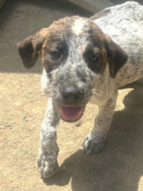 BRE PAWS : BREWSTER - Australian Shepherd available for adoption