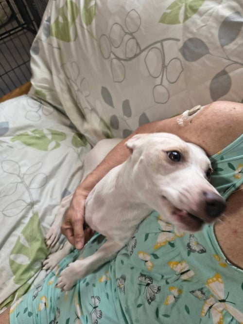 DELA - Jack Russell Terrier / Labrador Retriever available for adoption