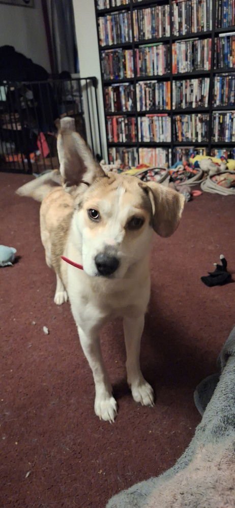 ANGEL DOLL - Catahoula Leopard Dog / Golden Retriever available for adoption