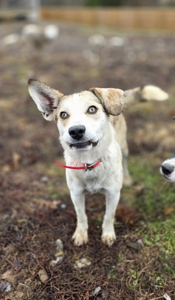 ANGEL DOLL - Catahoula Leopard Dog / Golden Retriever available for adoption