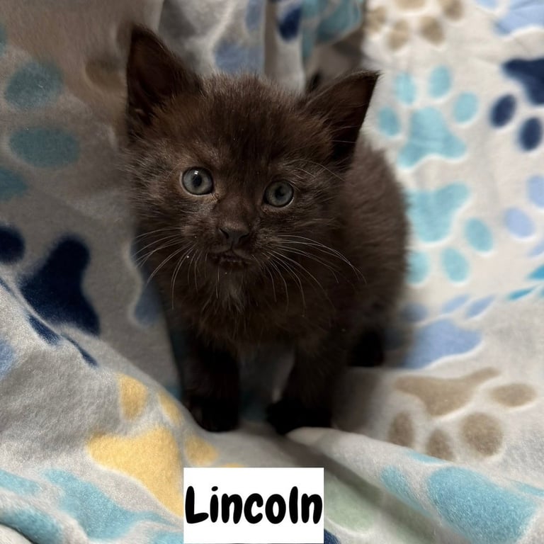 Capital Cats : Lincoln Image
