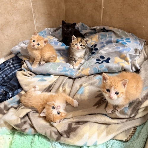 CAPITAL CATS : LINCOLN - Domestic Short Hair available for adoption