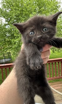 Capital Cats : Lincoln - Photo 3