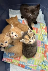 Capital Cats : Lincoln - Photo 4