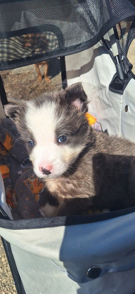 CINDERELLA CRITTERS : JAQ - Shih Tzu / Havanese available for adoption