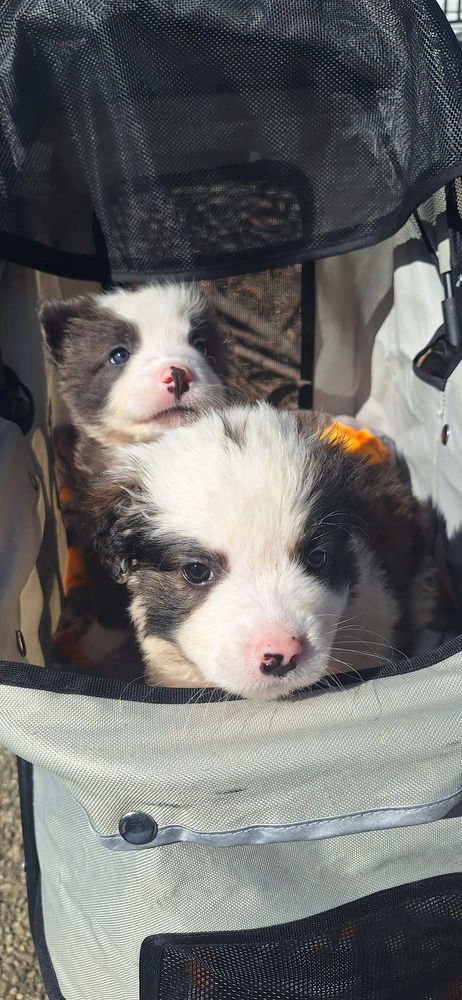 CINDERELLA CRITTERS : JAQ - Shih Tzu / Havanese available for adoption