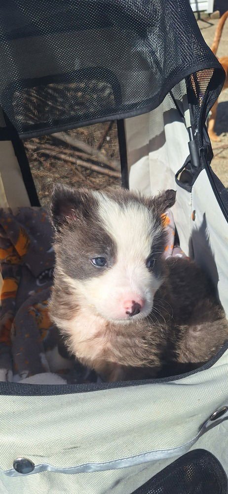 Cinderella Critters : Jaq - Photo 3