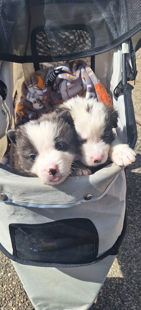 Cinderella Critters : Jaq - Photo 4