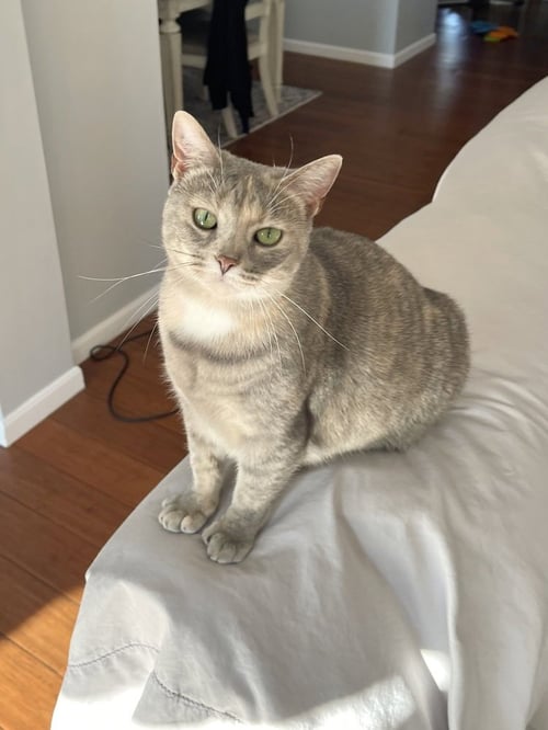 MS PAC MAN KITTY - Domestic Short Hair / Domestic Short Hair available for adoption