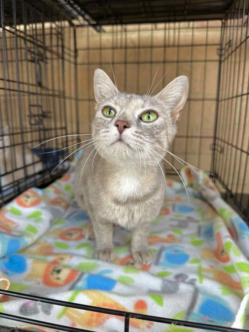 MS PAC MAN KITTY - Domestic Short Hair / Domestic Short Hair available for adoption