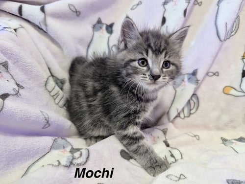 ANIME KITTIES : MOCHI