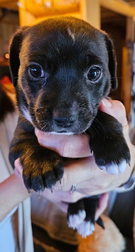 NATURE CREW : BROOKE - Dachshund / Beagle available for adoption