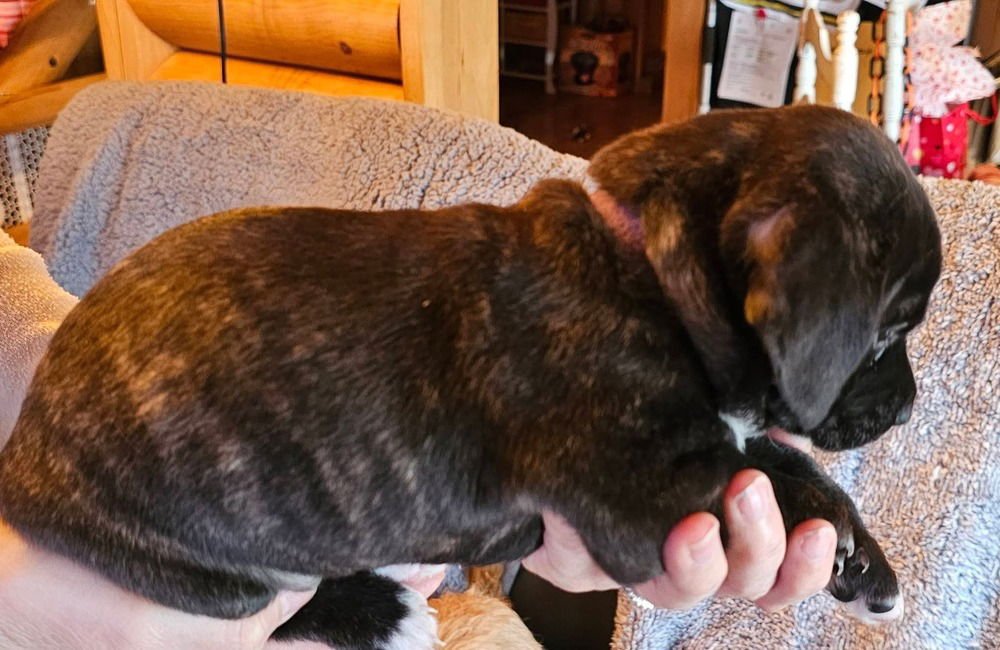 NATURE CREW : BROOKE - Dachshund / Beagle available for adoption