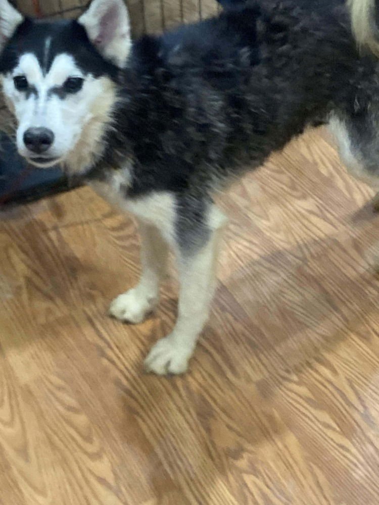 SEVEN KINGDOMS : EGG (JOKER) - Husky / German Shepherd Dog available for adoption