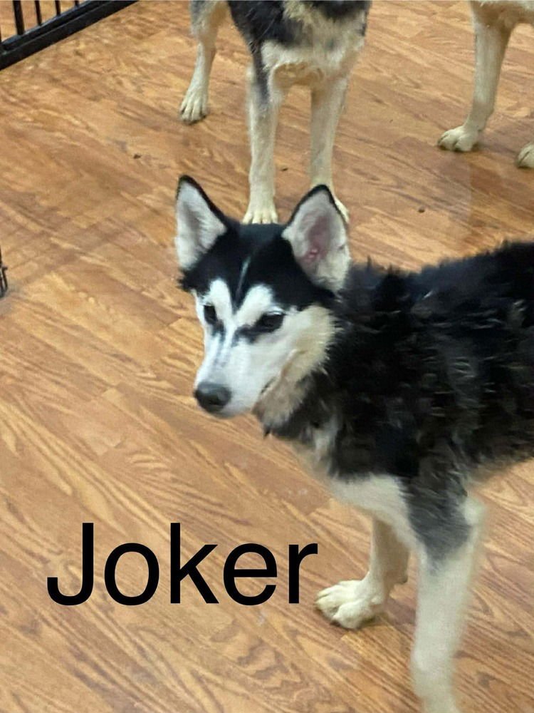 Seven Kingdoms : Egg (Joker) - Photo 3